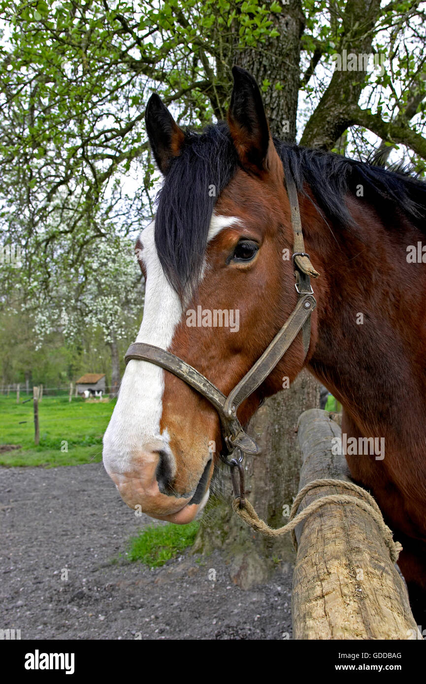 Cob Normand Horse, a Draft horse Breed from Normandy, Portrait with