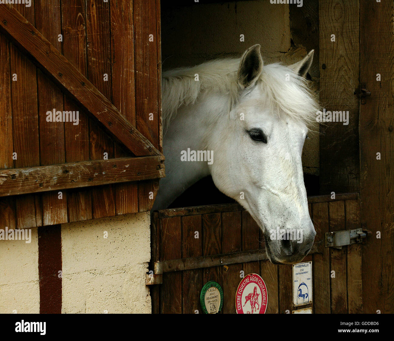 Horse at Loose Box, Normandy Stock Photo