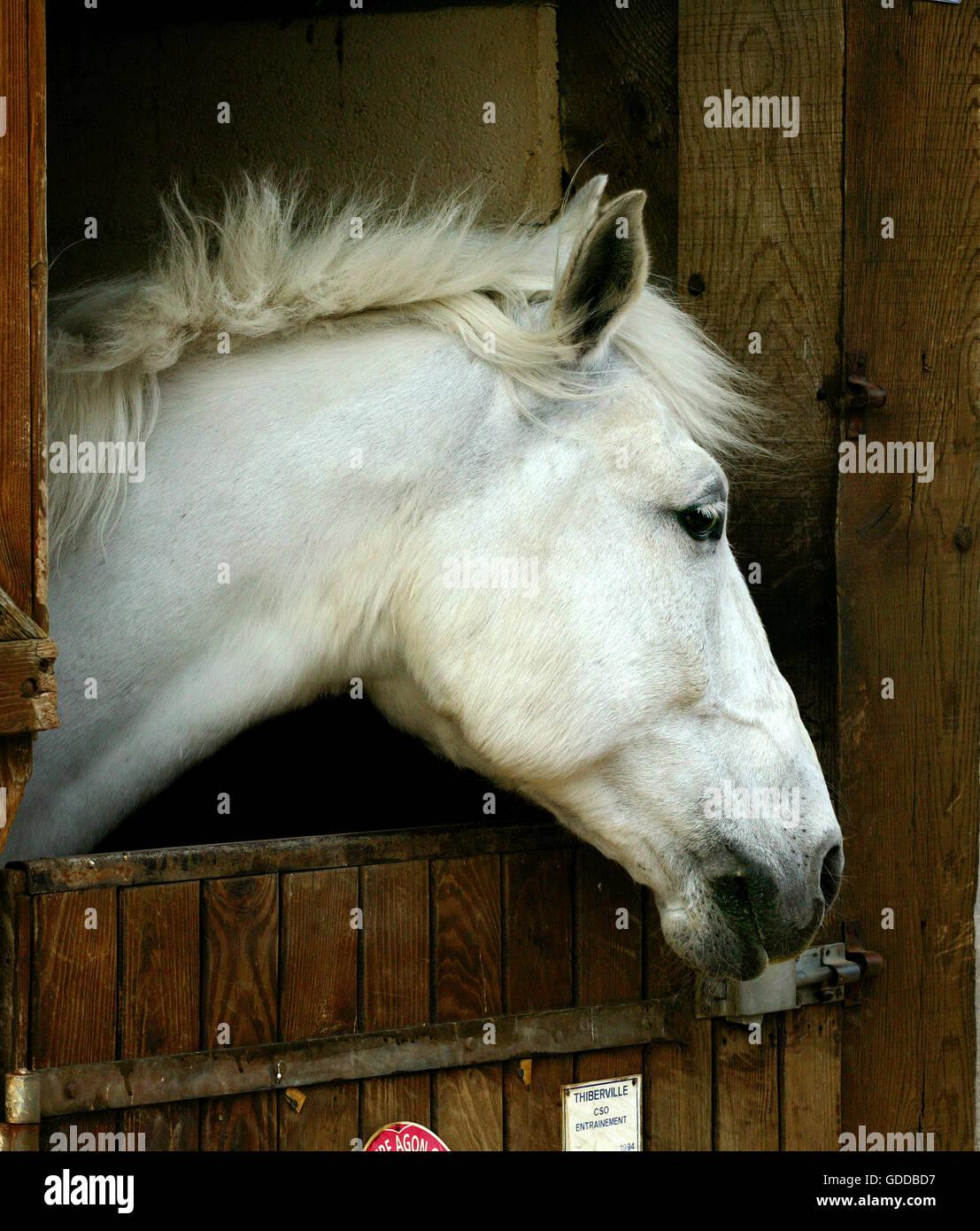 HORSE IN STABLE Stock Photo Alamy