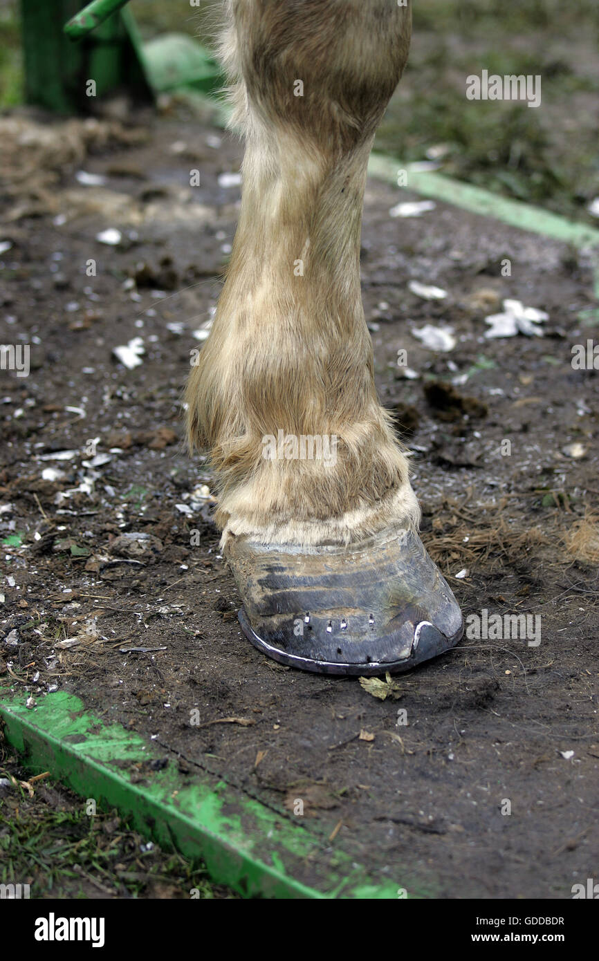Blacksmith Shoeing Draft horse Stock Photo Alamy
