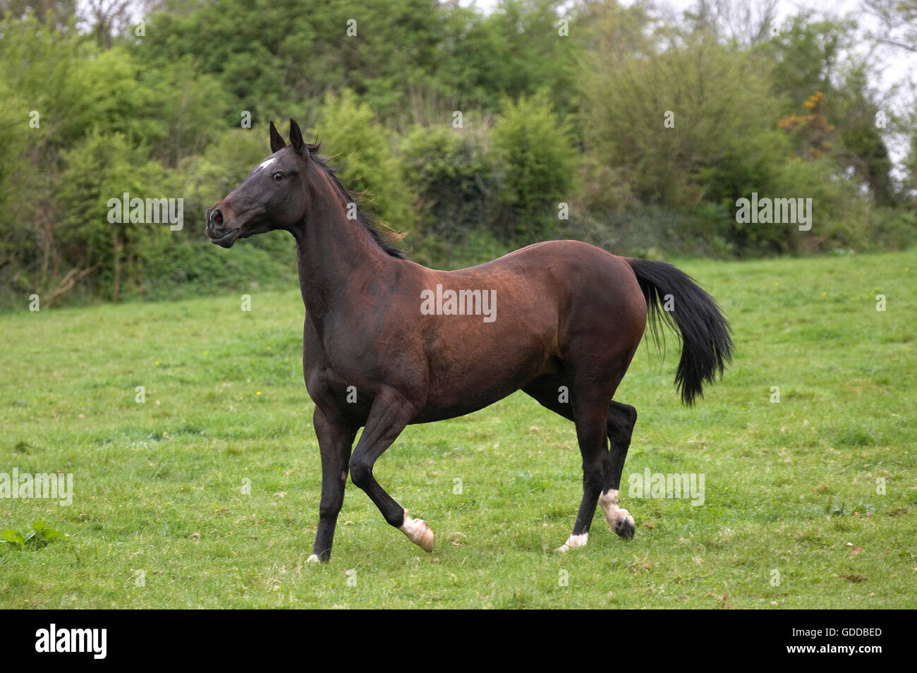 Akhal Teke, Horse Breed from Turkmenistan, Mare Stock Photo