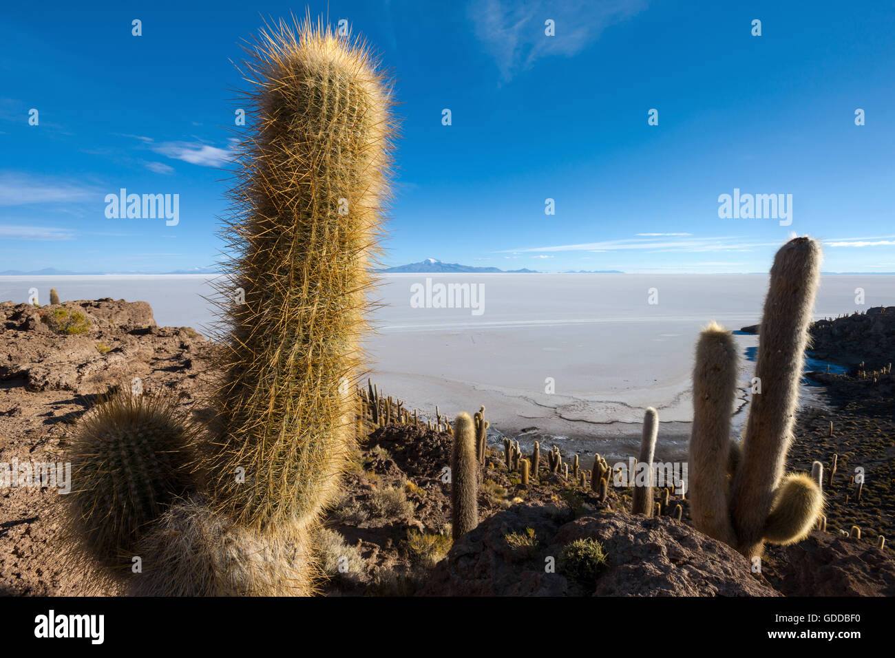 cacti,Bolivia,Altiplano Stock Photo