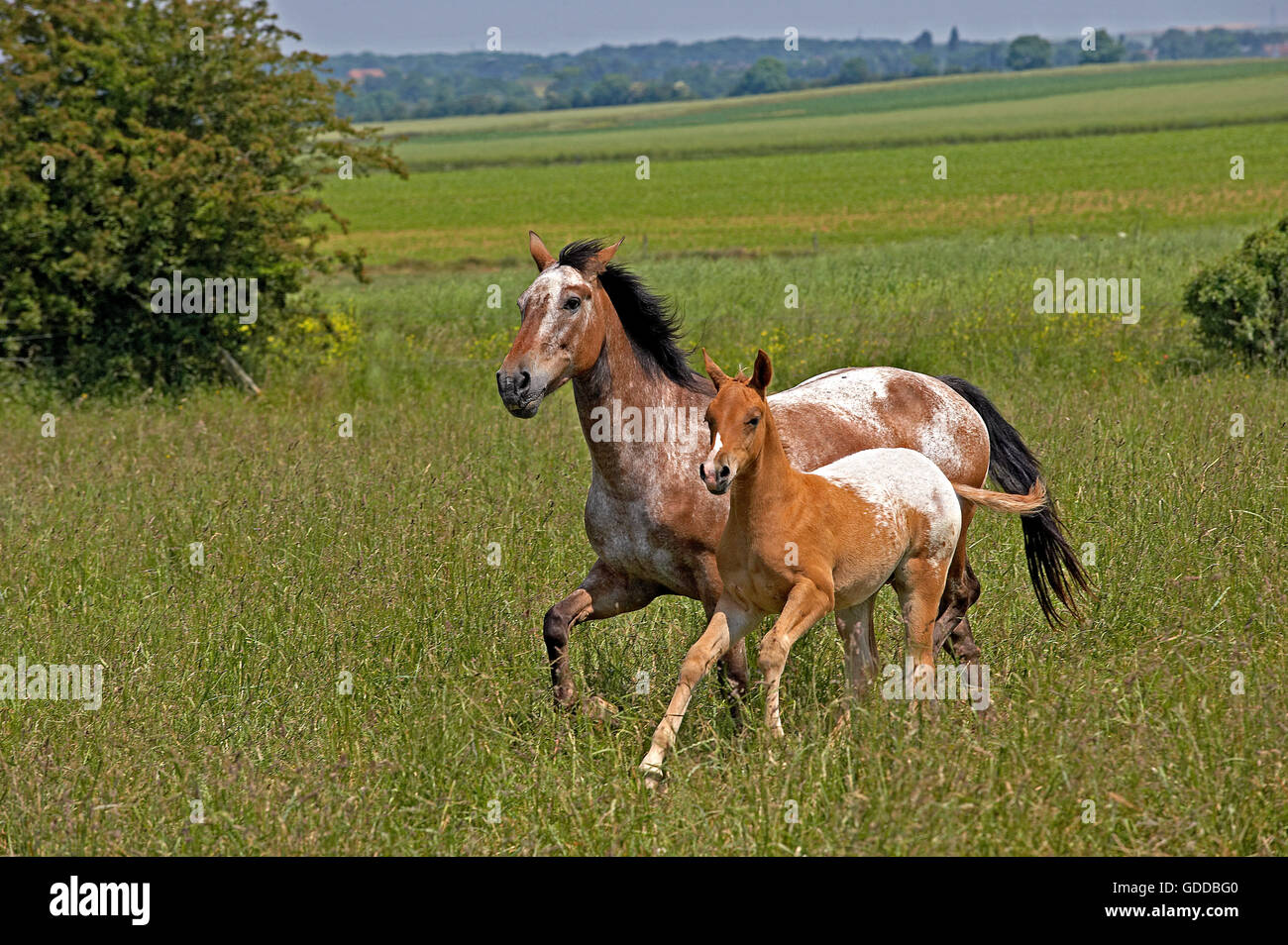 Appaloosa hi-res stock photography and images - Alamy