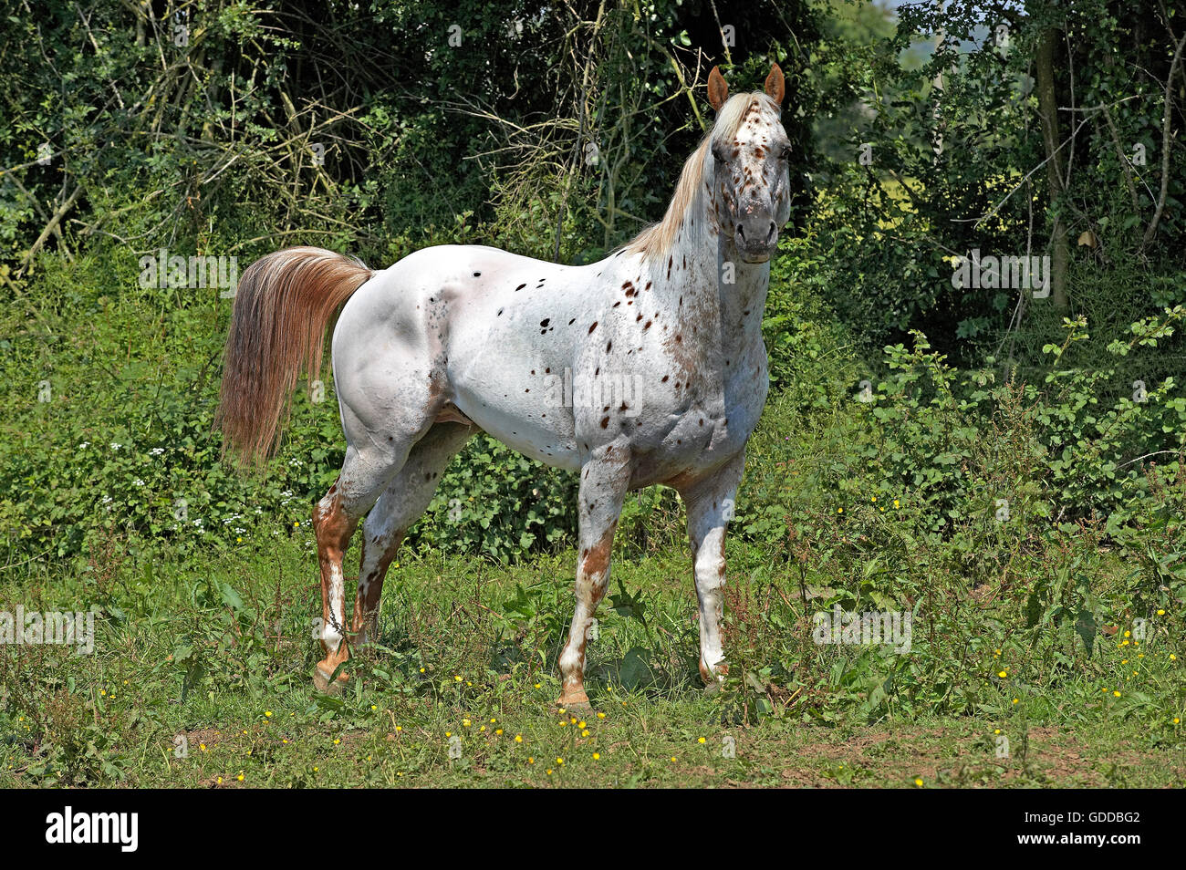 Appaloosa Horse, Adult Stock Photo