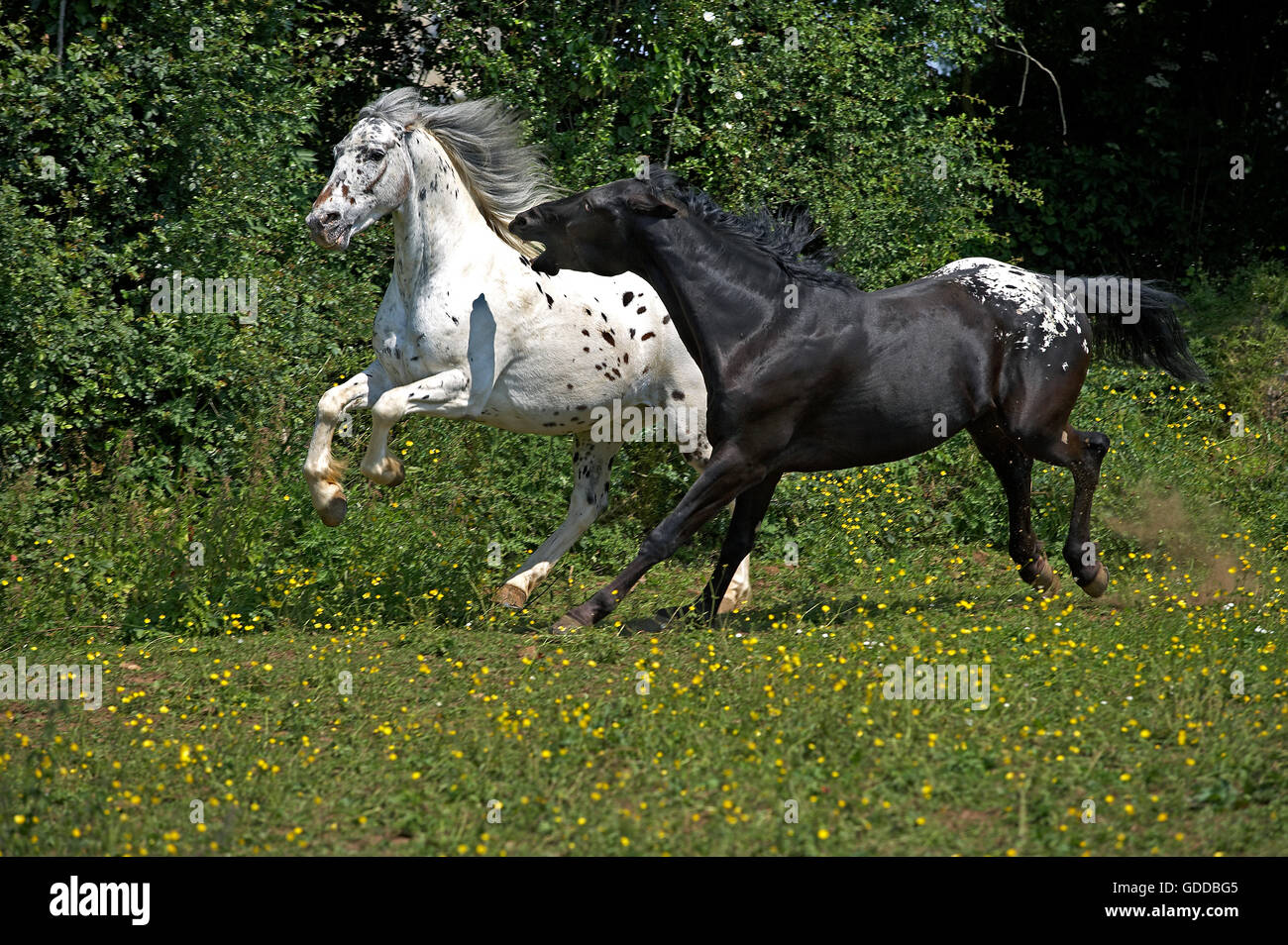 Appaloosa Horse, Adults Galloping through Meadow Stock Photo