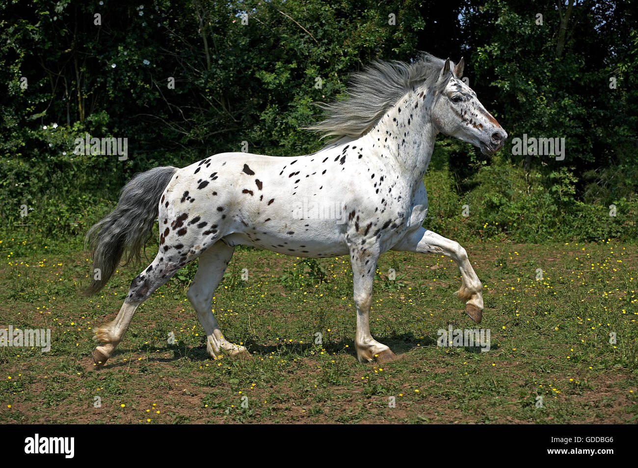 The Appaloosa, or Palouse Horse - Western Horseman