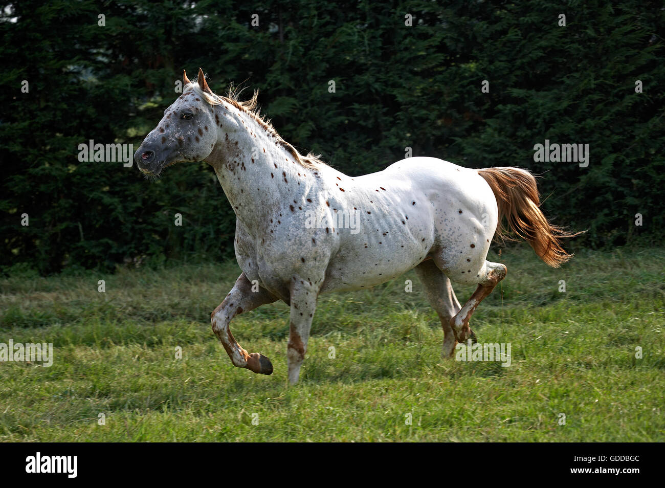 Appaloosa Horse, Adult Trotting in Paddock Stock Photo