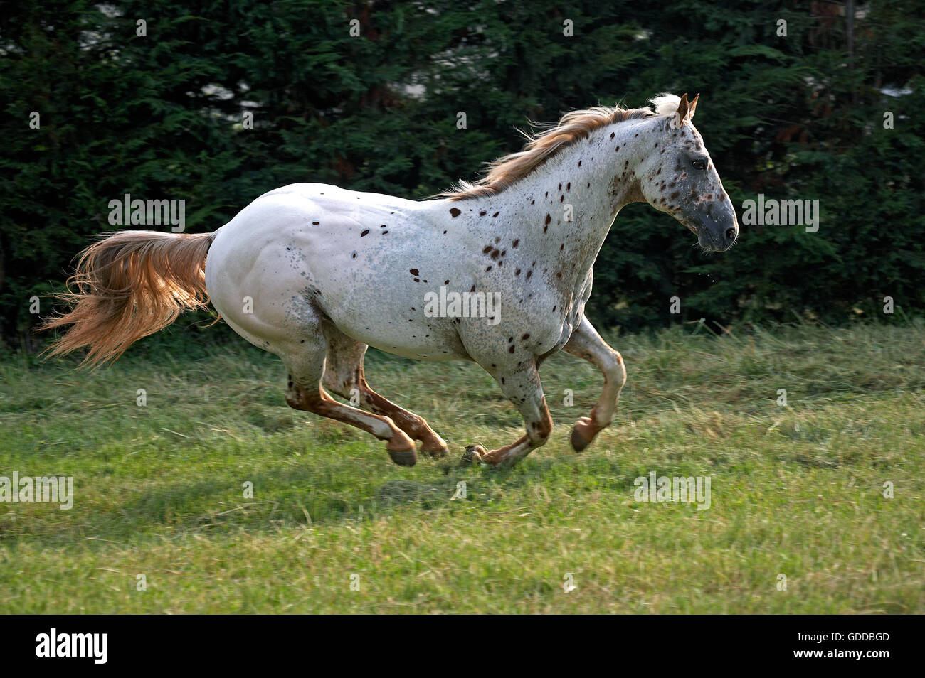 Old Appaloosa horse Stock Photo - Alamy