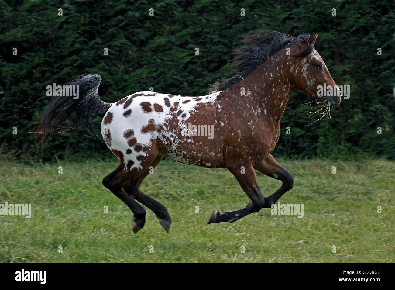 Appaloosa horse breed