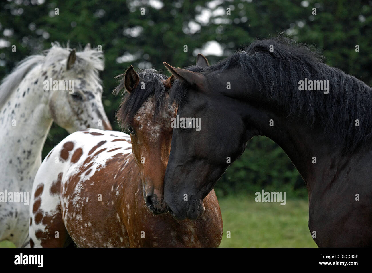 Appaloosa Horse, Adults smelling each other Stock Photo