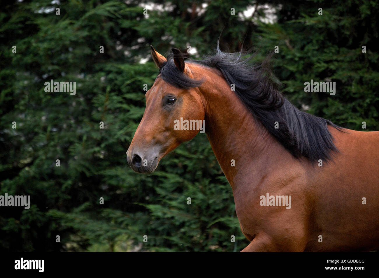 Appaloosa Horse standing in Paddock Stock Photo