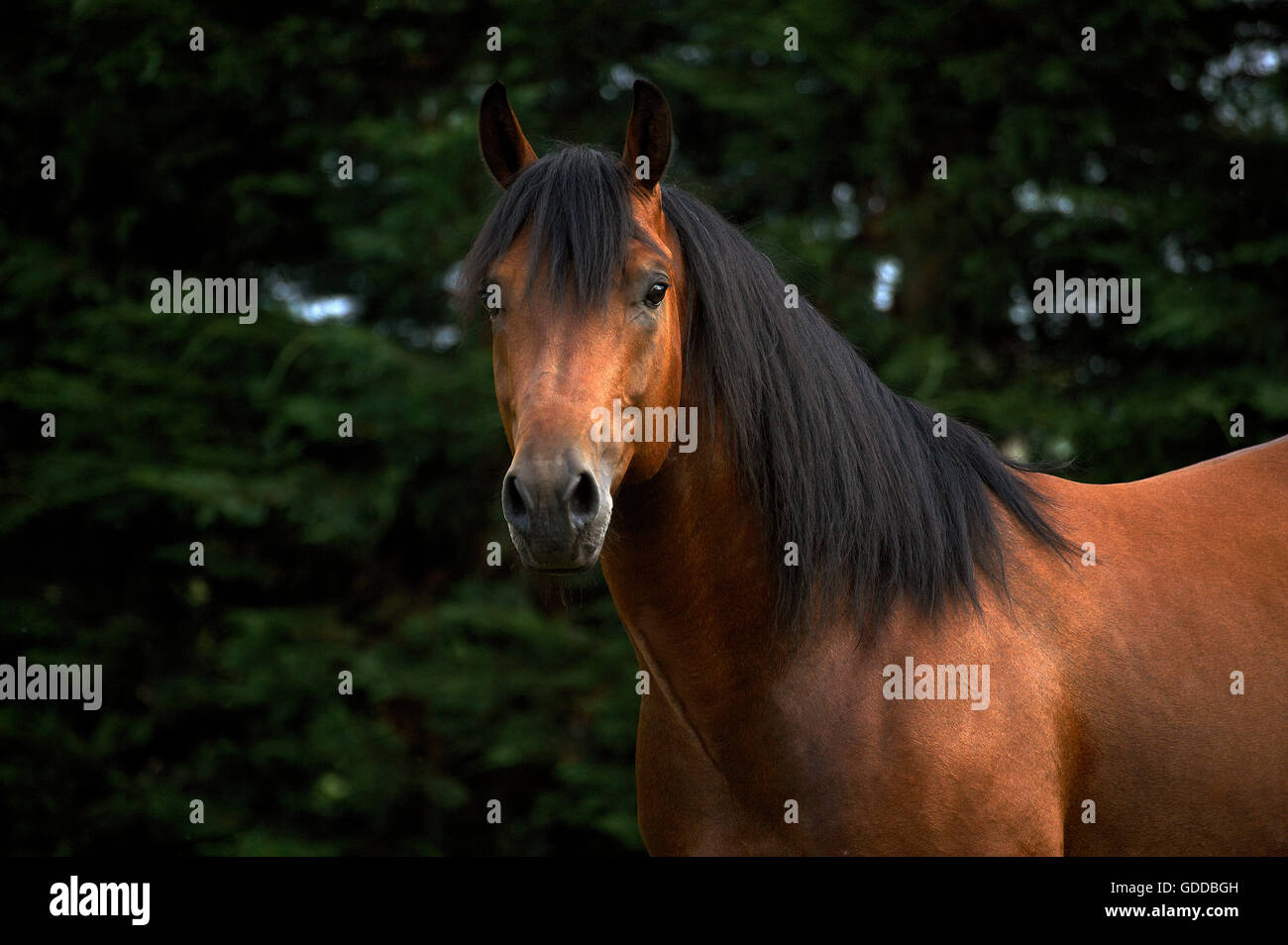 Appaloosa Horse, Portrait of Adult Stock Photo