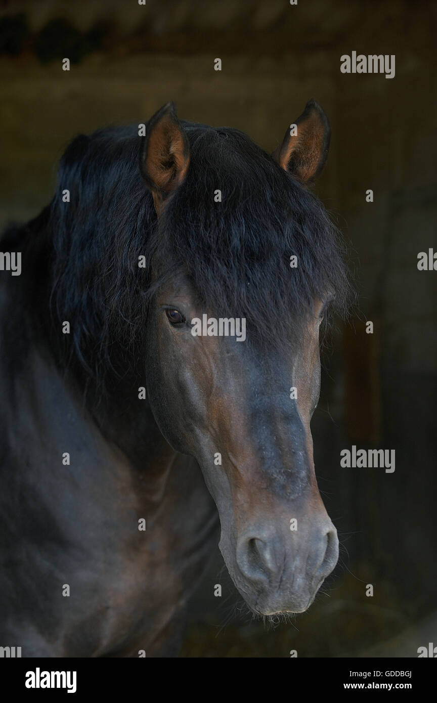 Pure Spanish Horse, Portrait Stock Photo