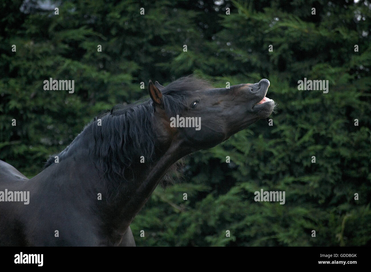 Pure Spanish Horse or PRE, Adult in Flehmen Stock Photo