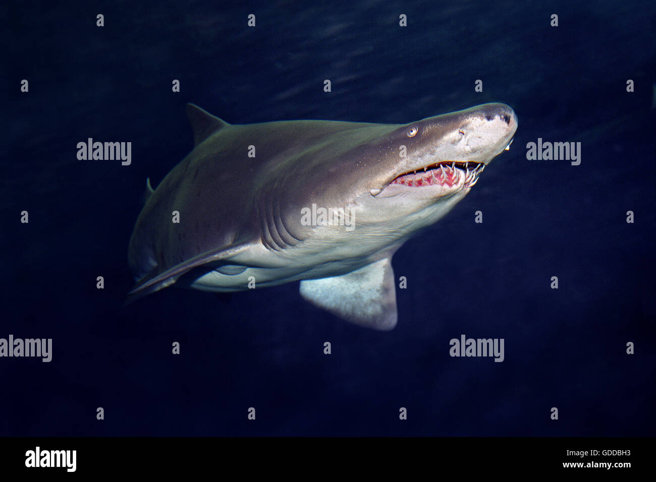 Sand Tiger Shark or Grey Nurse Shark, carcharias taurus Stock Photo