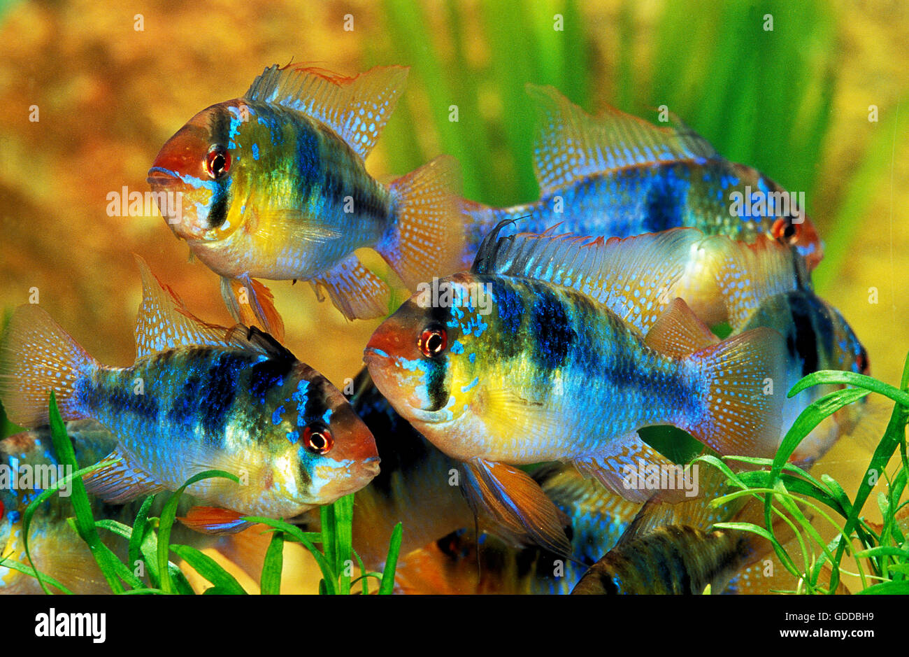 Blue German Ram, mikrogeophagus ramirezi, Aquarium Fishes Stock Photo