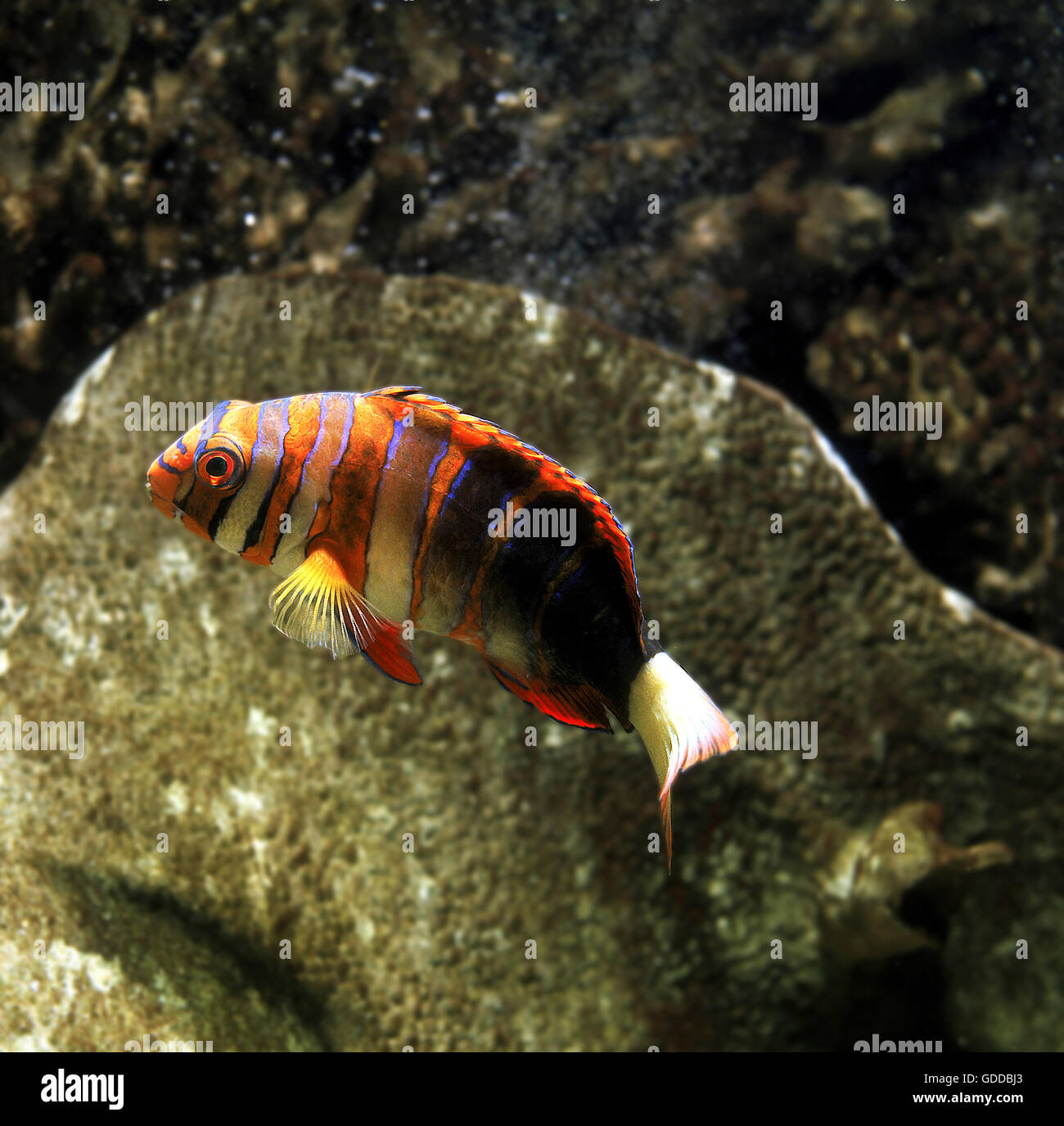 Harlequin Tusk Fish, choerodon fasciatus Stock Photo