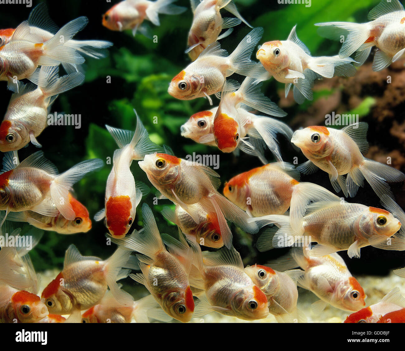Young Oranda Goldfish, carassius auratus, Aquarium Fishes Stock Photo