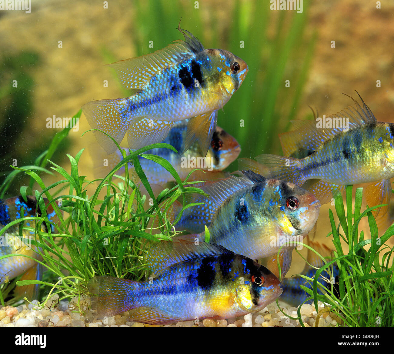 BLUE GERMAN RAM mikrogeophagus ramirezi Stock Photo