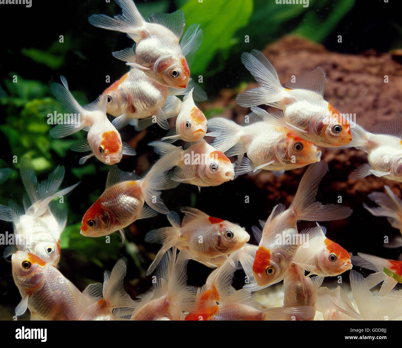 Young Oranda Goldfish, carassius auratus, Aquarium Fishes Stock Photo