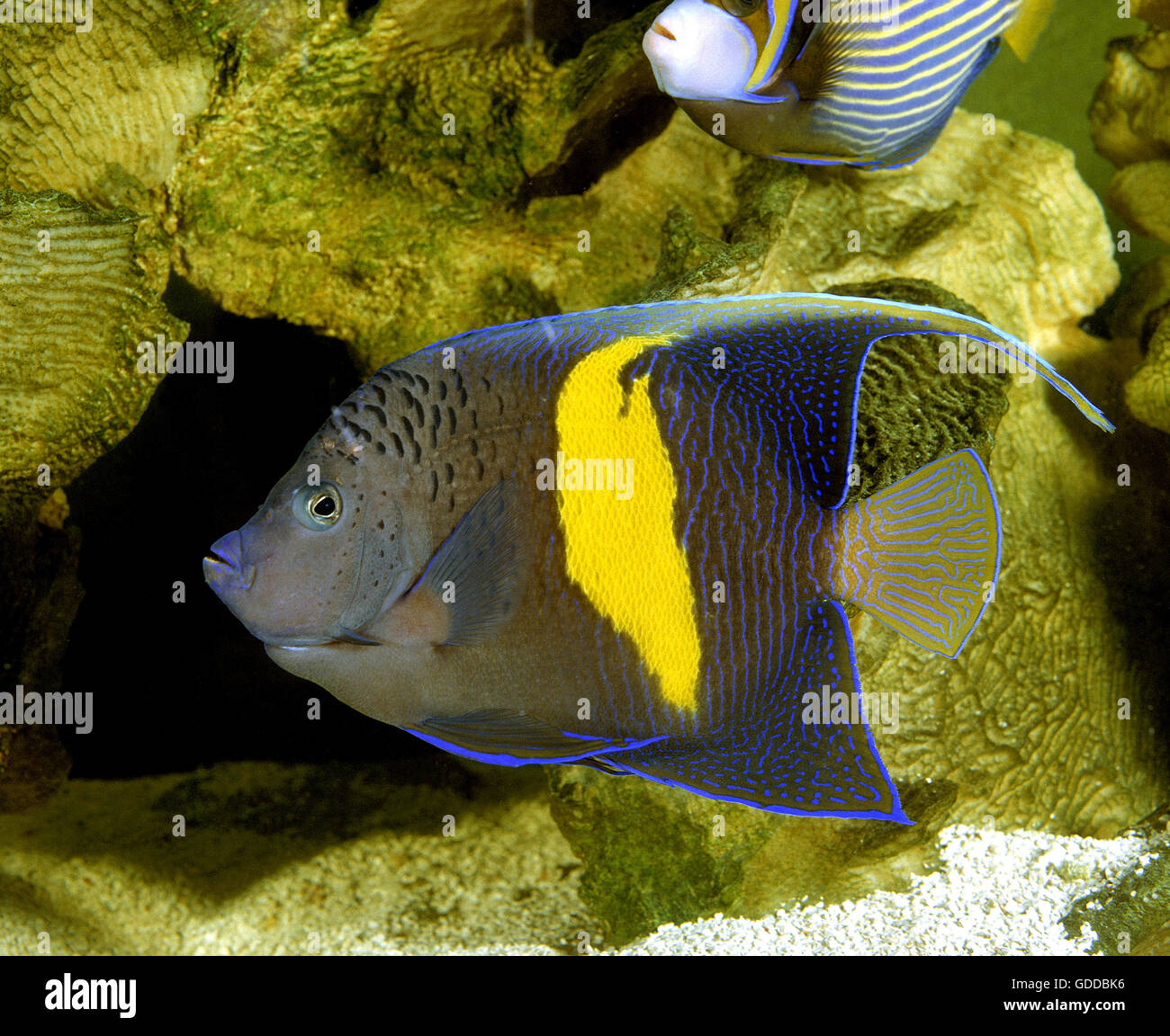 Map Angelfish or Yellowbar Angelfish, pomacanthus maculosus Stock Photo