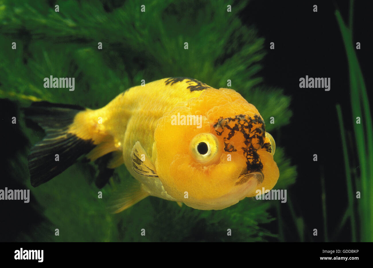 Lionhead Goldenfish Carassius Auratus Aquarium Fish Ranchu Stock Photo Alamy