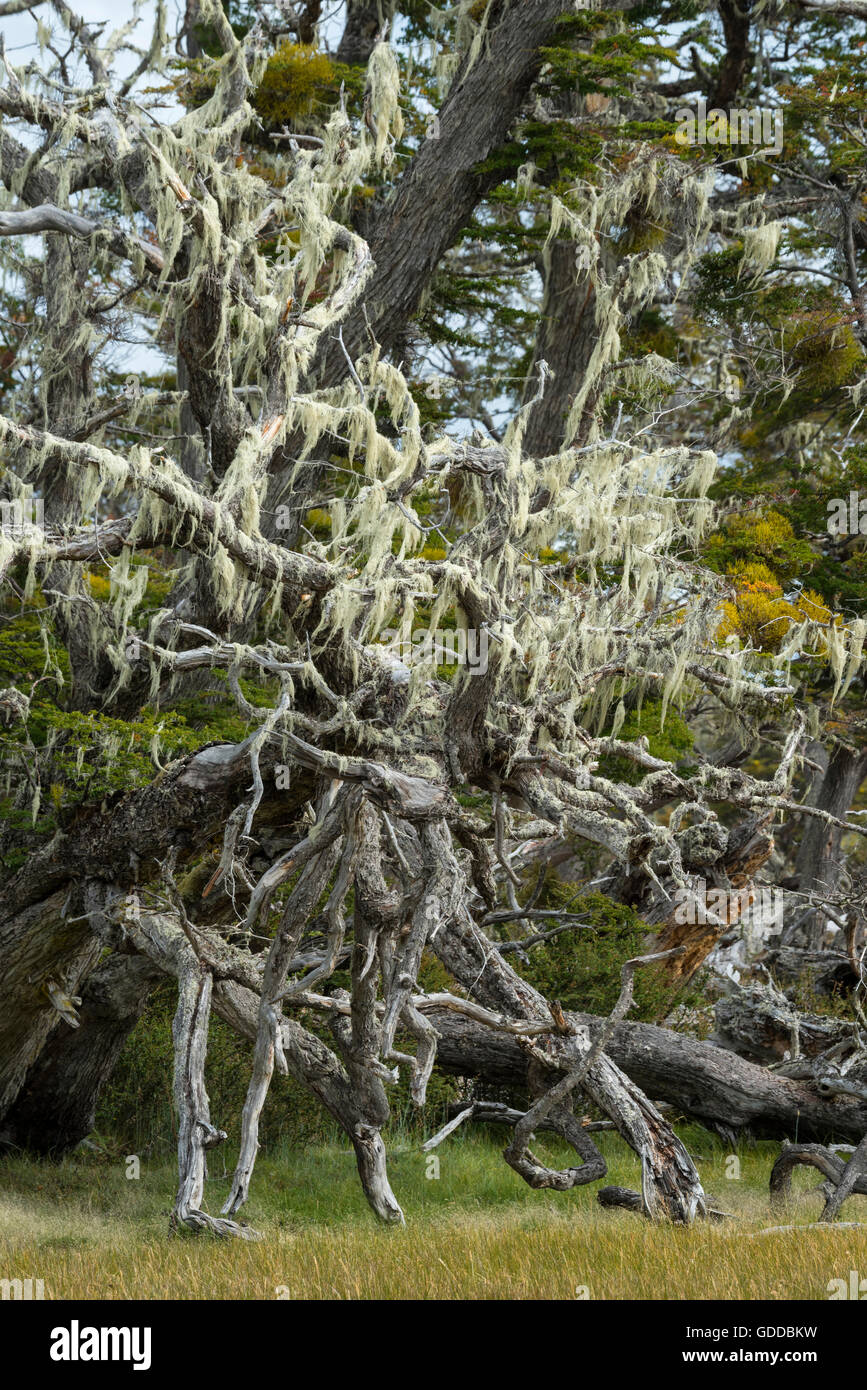 South America,Patagonia,Chile,Magallanes y la Antarctica,Tierra del Fuego,Lago Blanca Stock Photo