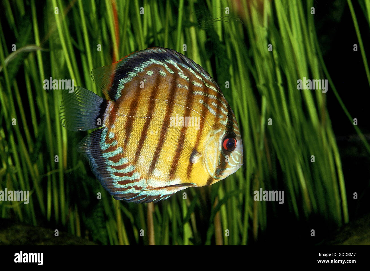 POMPADOUR DISCUS FISH symphysodon aequifasciatus Stock Photo