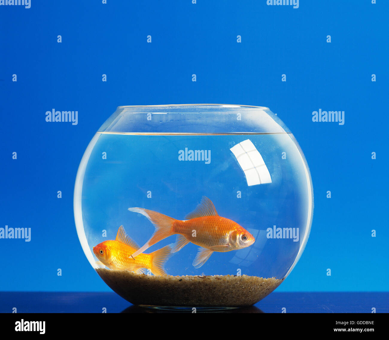 Goldfish, carassius auratus, Adults in Fish Tank Stock Photo