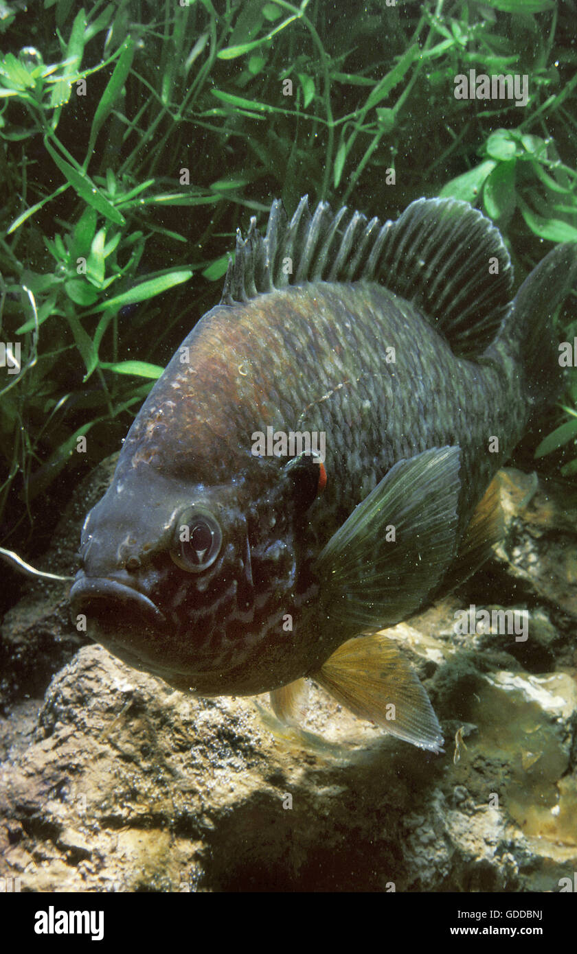 Pumpkinseed Sunfish, lepomis gibbosus, Adult Stock Photo