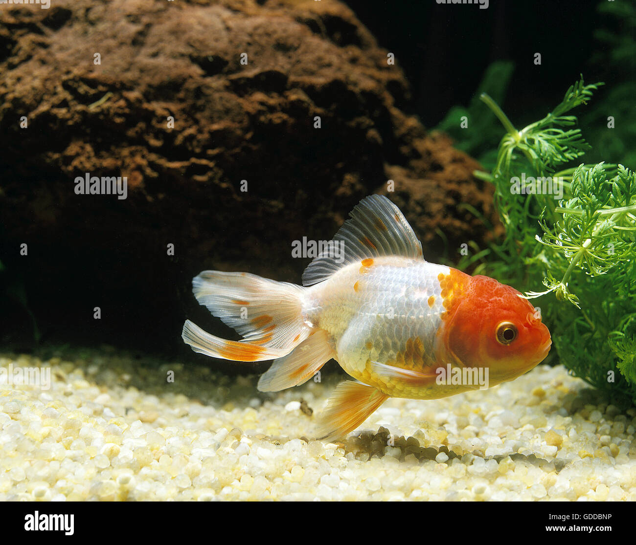 Oranda Goldfish, carassius auratus, Aquarium Fish Stock Photo