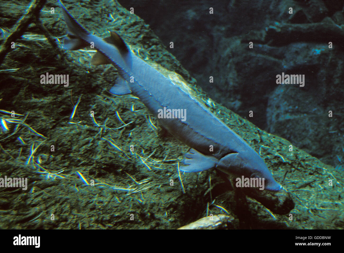 Lake Sturgeon, acipenser fulvescens, Adult Stock Photo Alamy