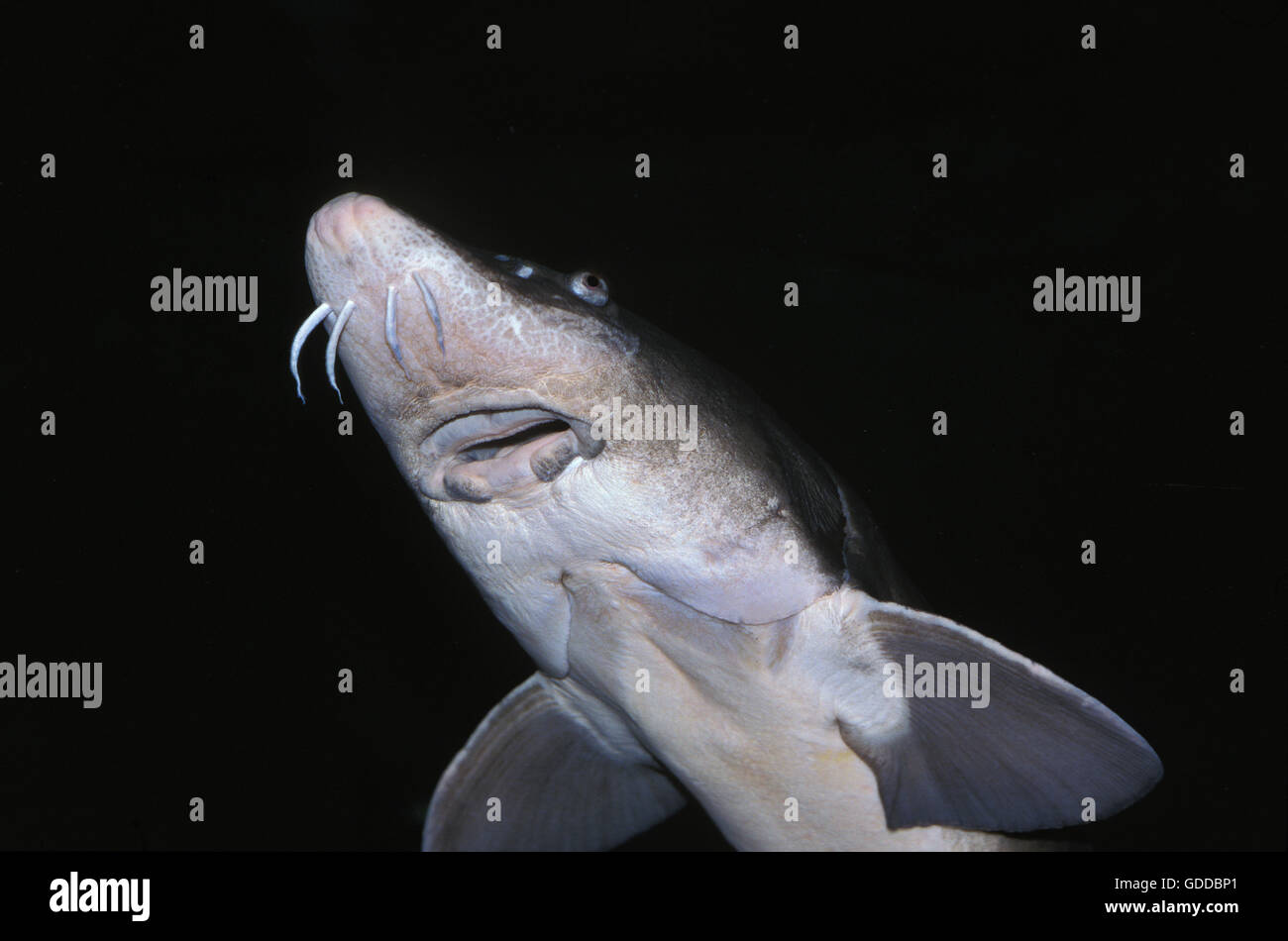 Lake sturgeon acipenser fulvescens hires stock photography and images