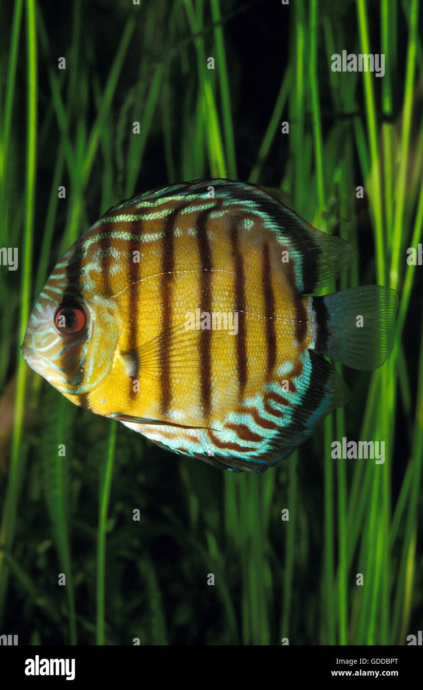 Pompadour Discus Fish, symphysodon aequifasciatus, Adult Stock Photo