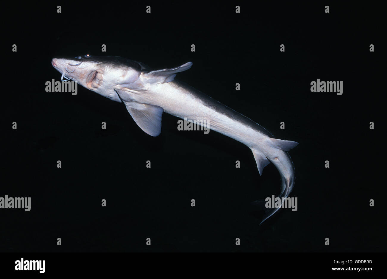 LAKE STURGEON acipenser fulvescens Stock Photo Alamy
