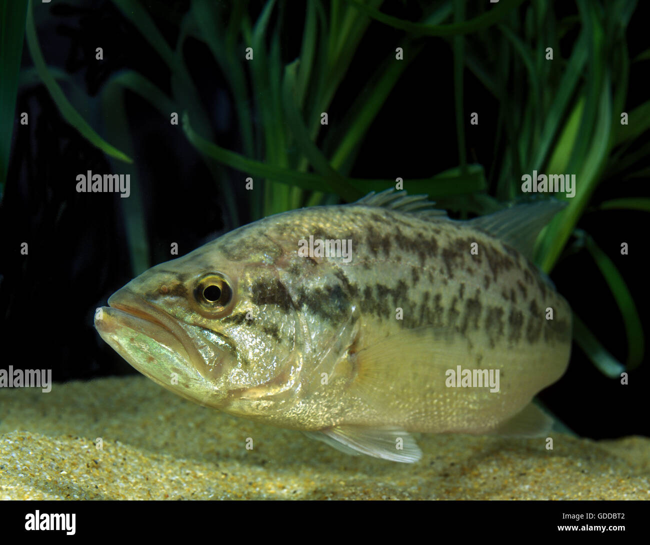 Large mouth bass black bass hi-res stock photography and images