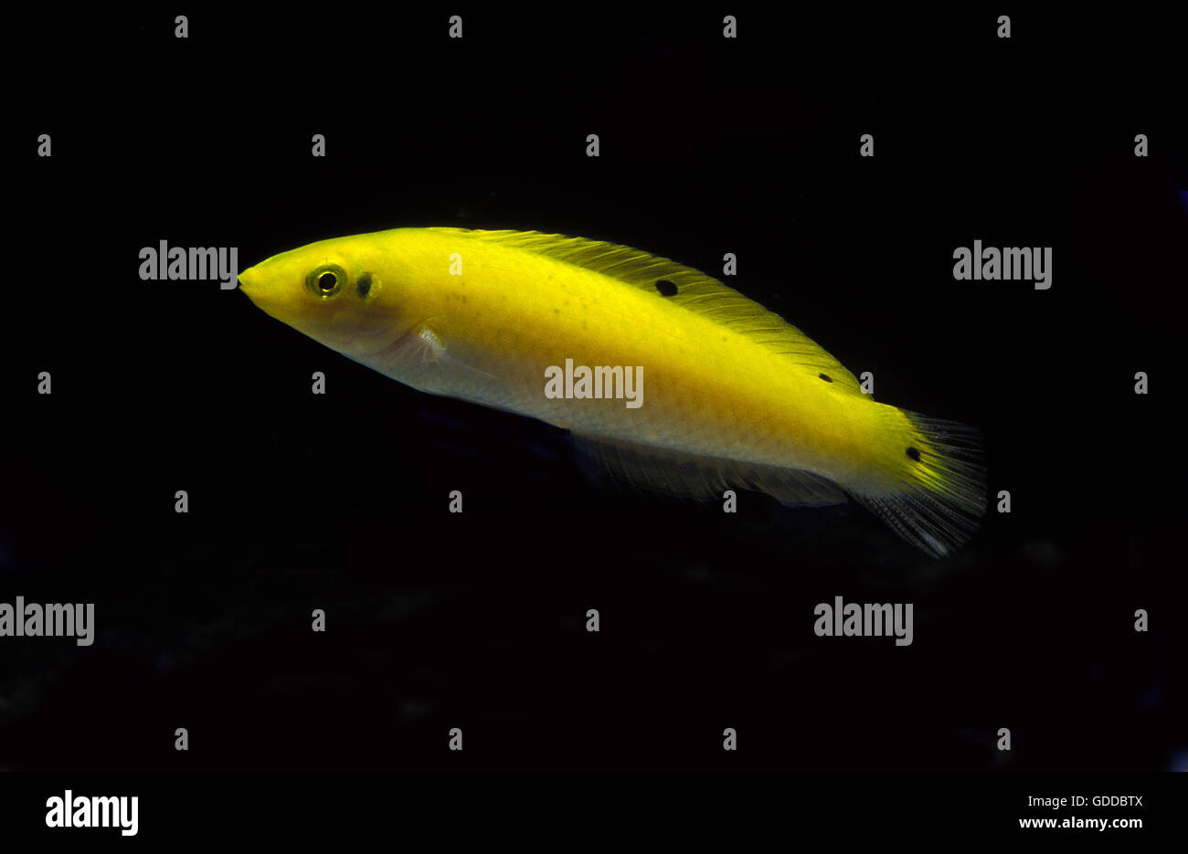 Yellow Wrasse or Canary Wrasse, halichoeres chrysus, Fish against Black