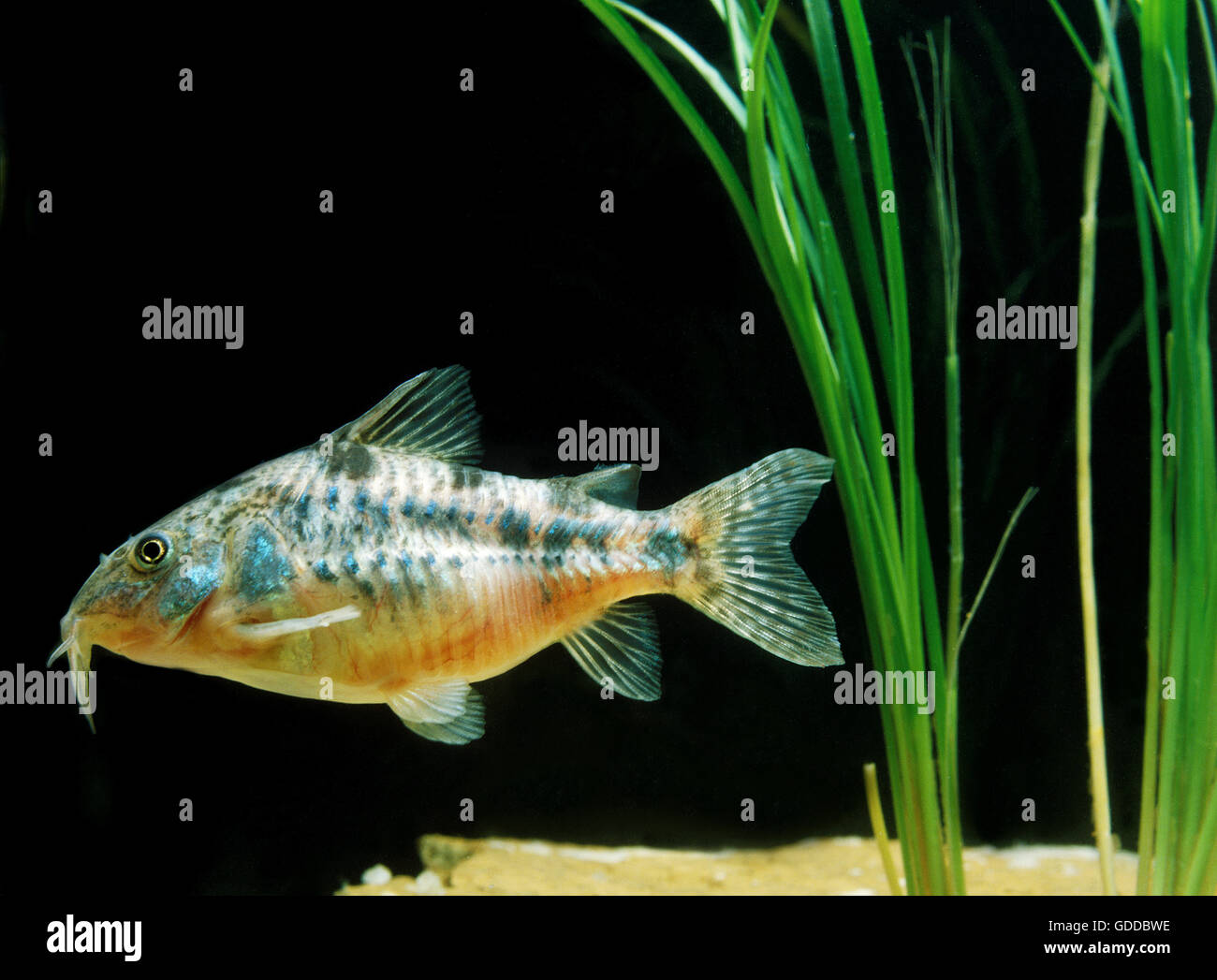 Bronze Cory or Bronze Catfish, corydoras aeneus Stock Photo