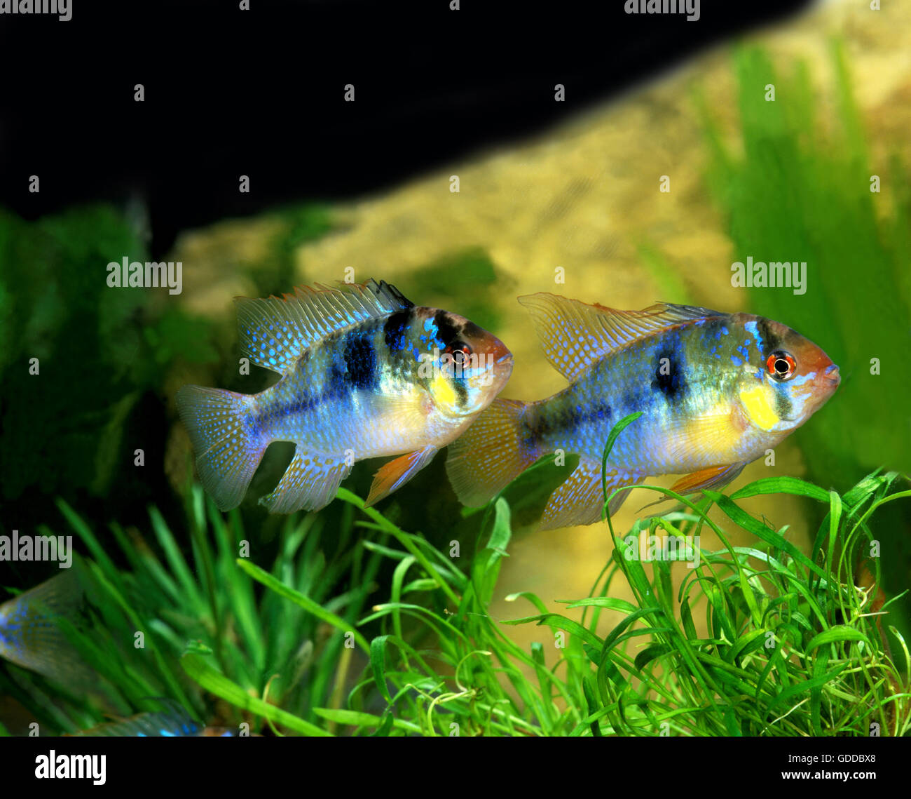 Blue German Ram, mikrogeophagus ramirezi, Aquarium Fishes Stock Photo