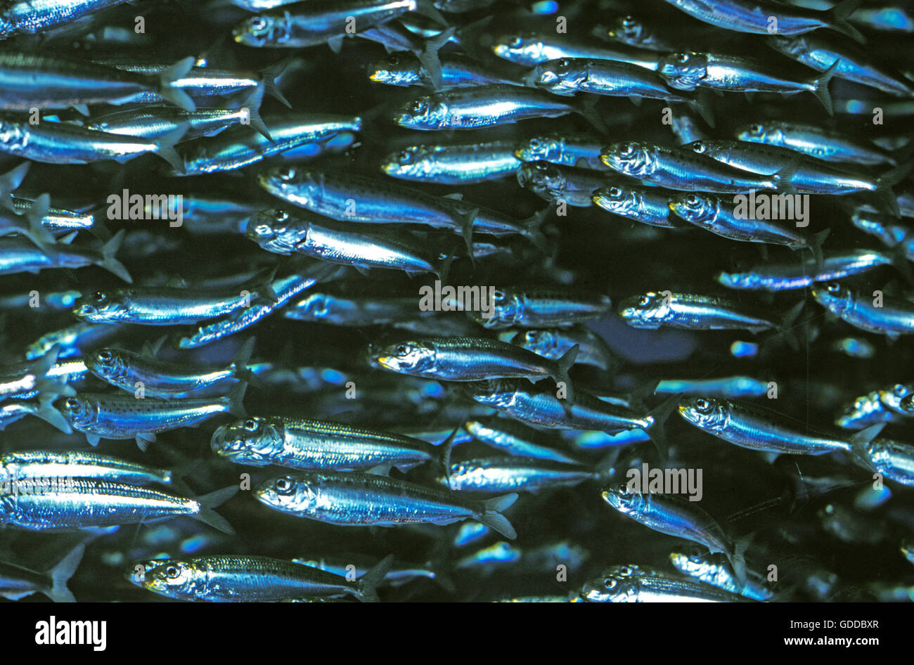 Pacific sardine hires stock photography and images Alamy