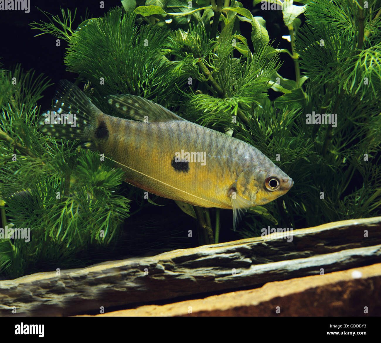 Gourami Fish, trichogaster trichopterus Stock Photo