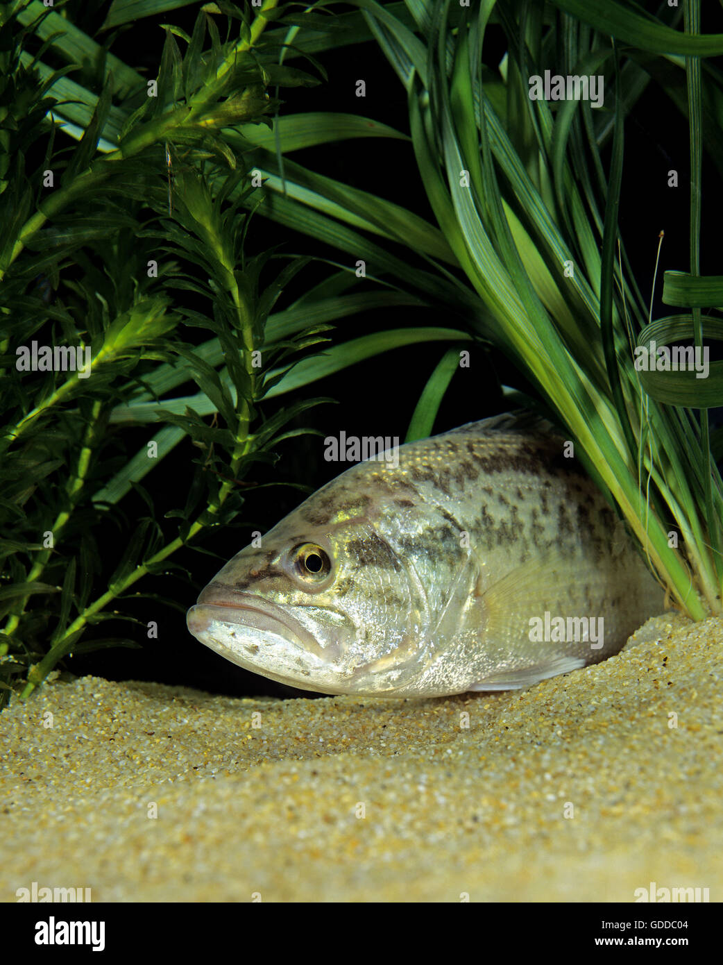 large mouth bass' hi-res stock photography and images - Page 2 - Alamy