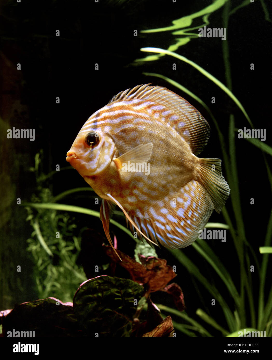 Symphysodon discus hi-res stock photography and images - Alamy