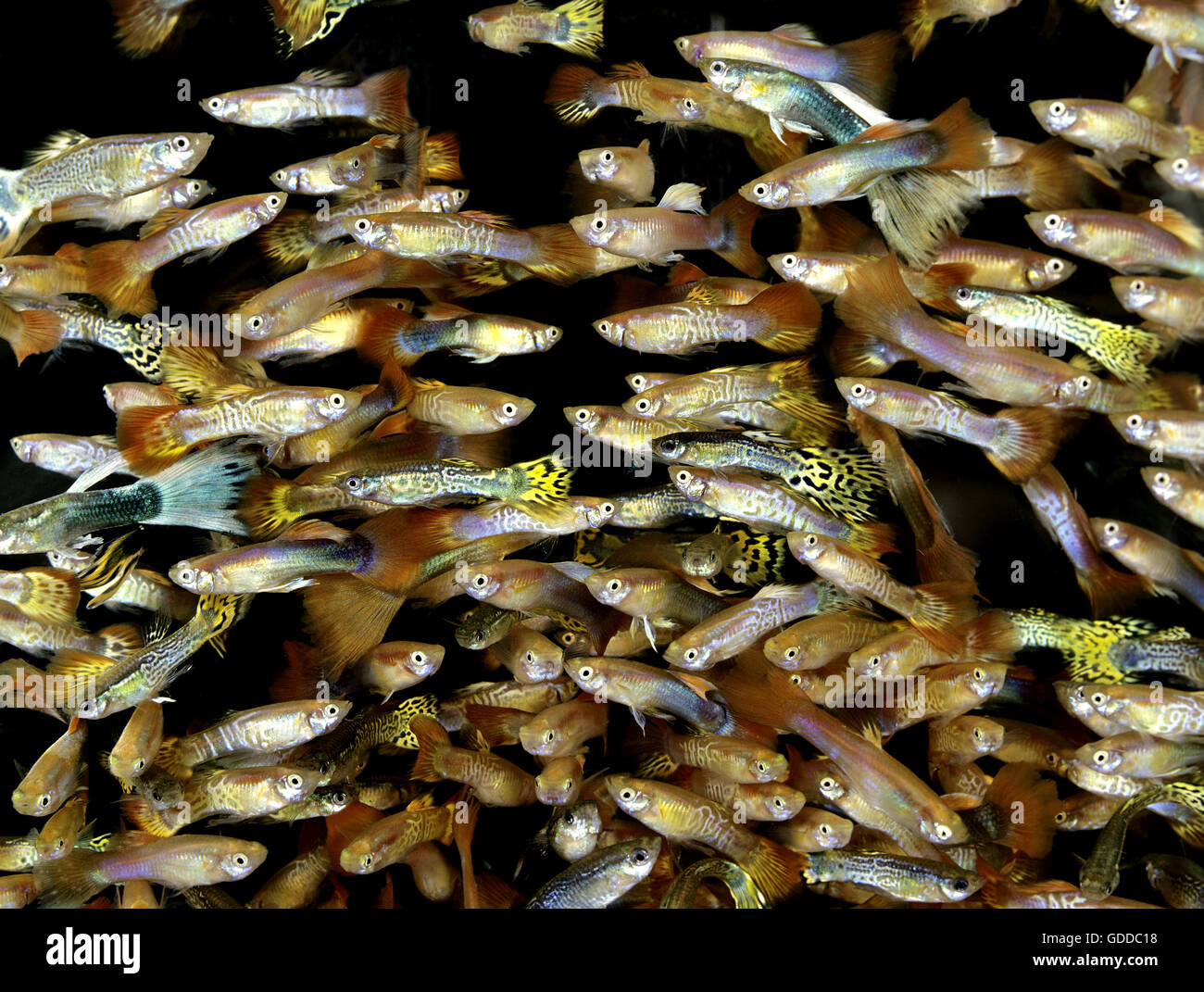 Guppy, poecilia reticulata Stock Photo