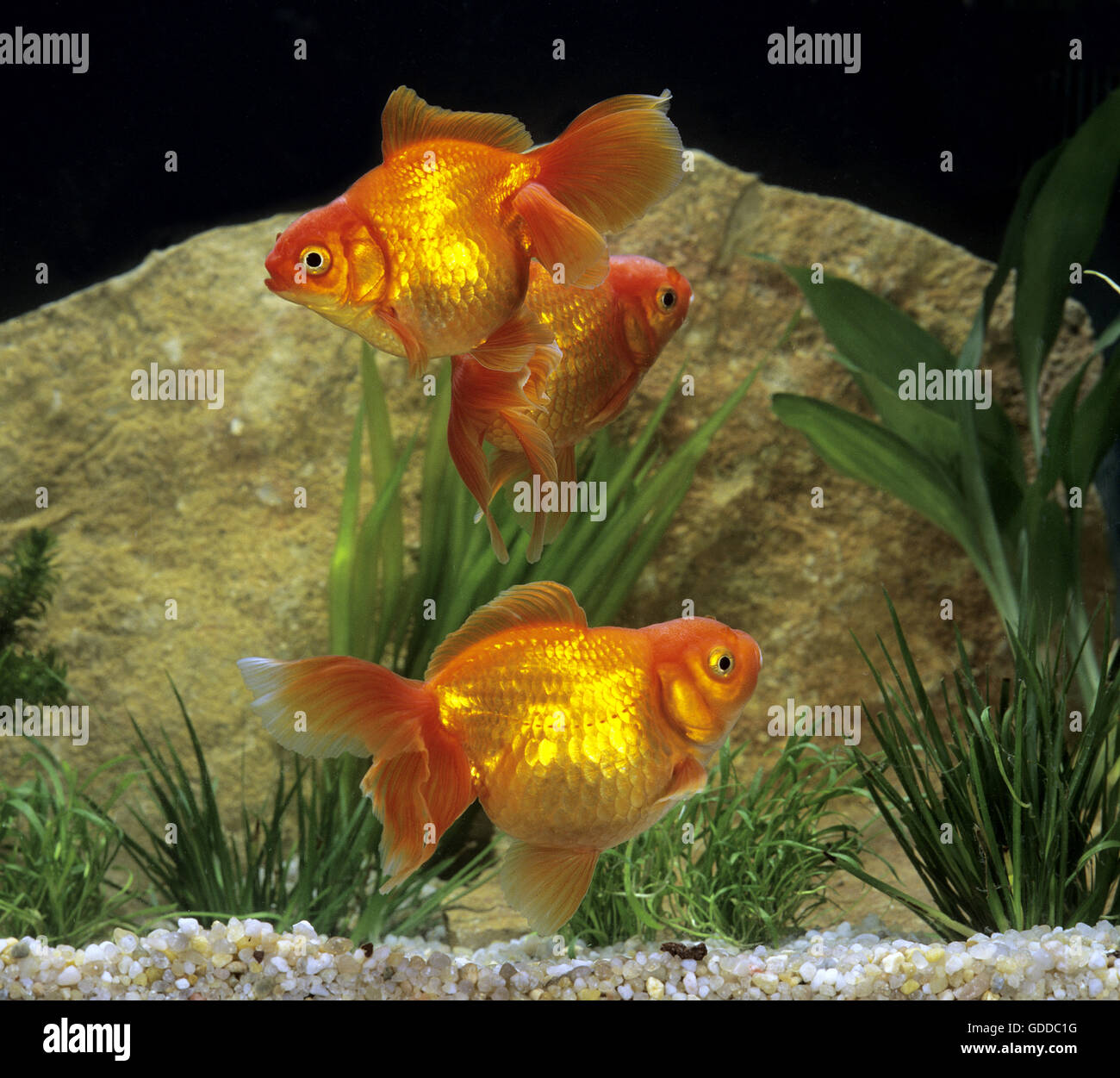 Ryukin Goldfish,  carassius auratus Stock Photo