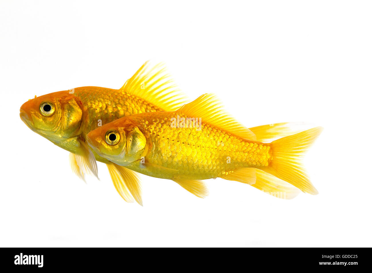 Goldfish, carassius auratus, Adults Against White Background Stock Photo