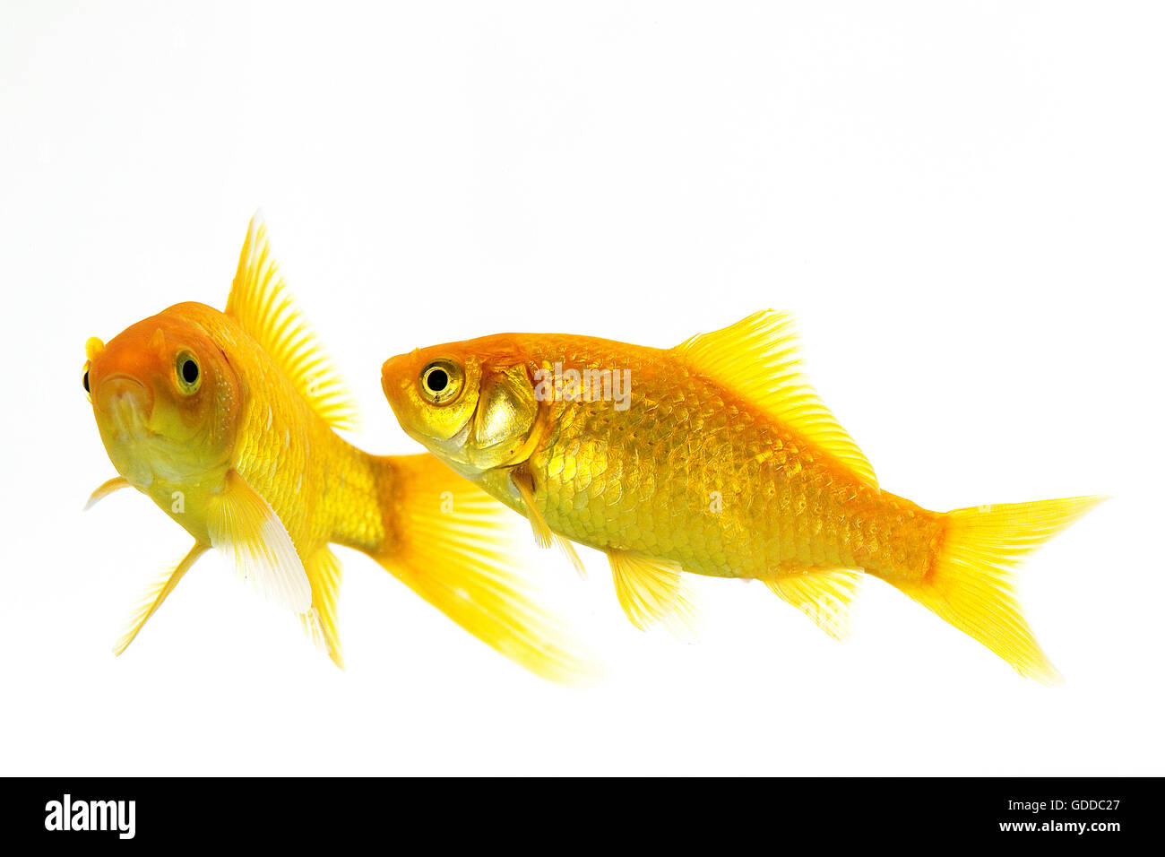 Goldfish, carassius auratus, Adults Against White Background Stock Photo
