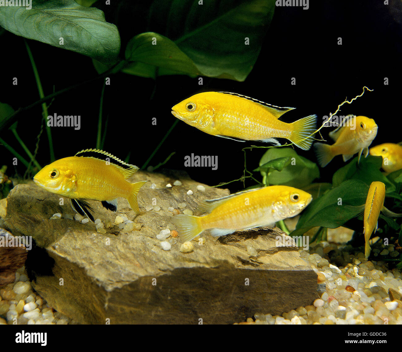 Electric Yellow Cichlid, labidochromis caeruleus Stock Photo