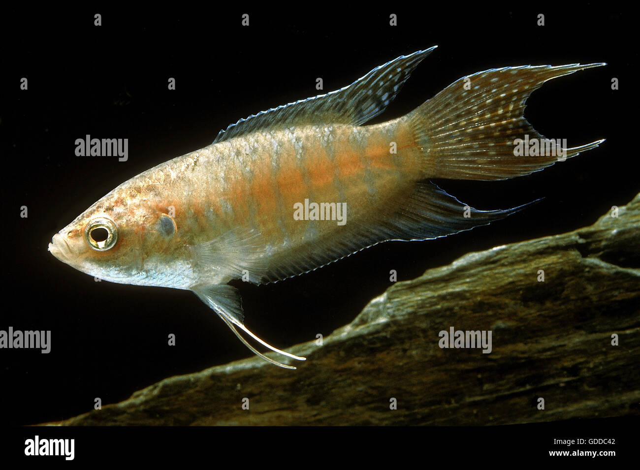 PARADISE FISH macropodus opercularis Stock Photo