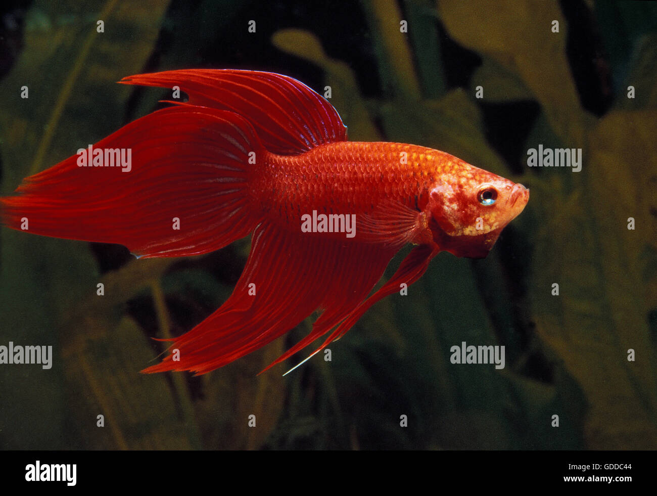 Fighting Fish, betta splendens, Aquarium Fish Stock Photo